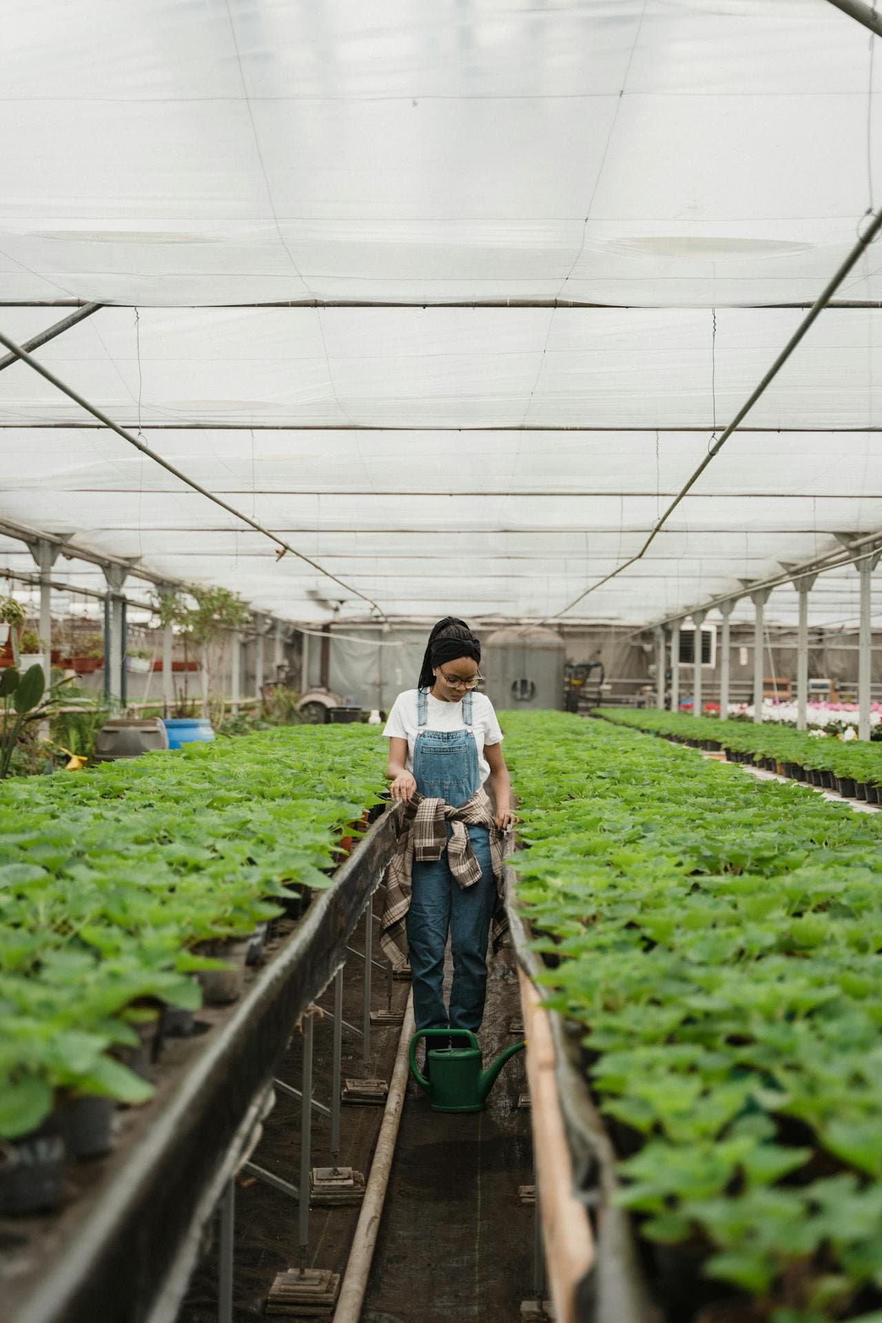 Greenhouse